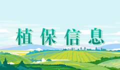 植保信息